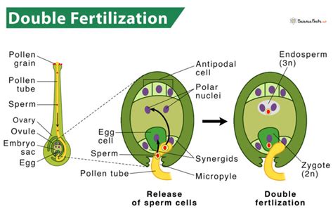 explain the phenomenon of double fertilization|double fertilization in plants diagram.